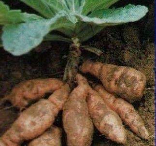 1540090041235213.jpg 地黃.jpg